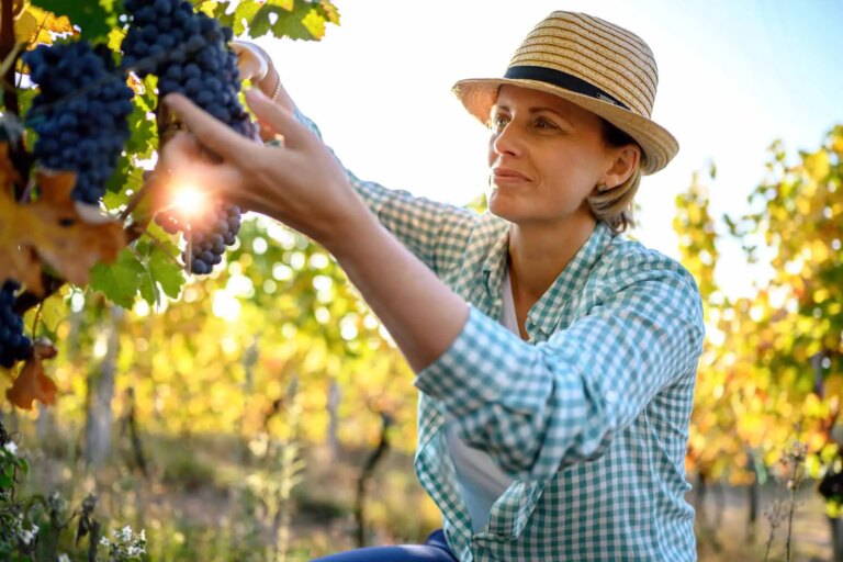 Blog 16 woman picking grapes